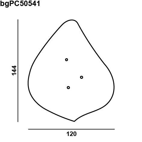 BROKISGLASS Bloom petal size L.